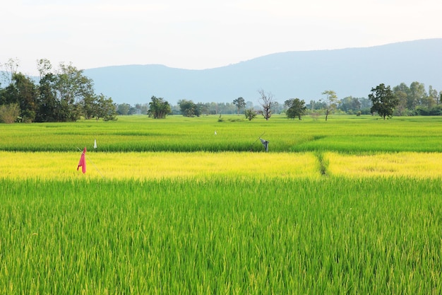 Rice field