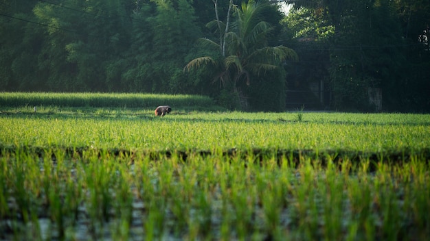 Rice Field