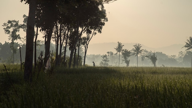 Campo di riso