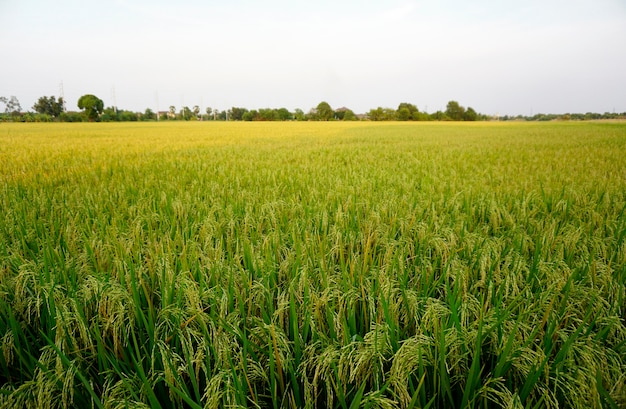 Rice field