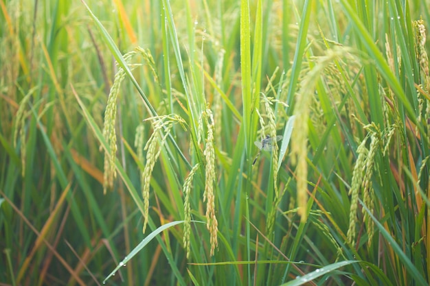 Rice field