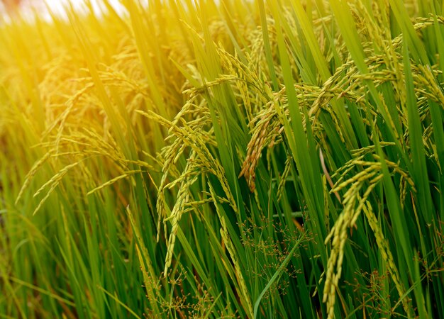 Photo rice field