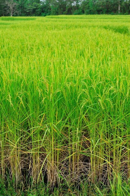 Rice field