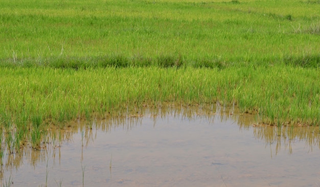 Rice field