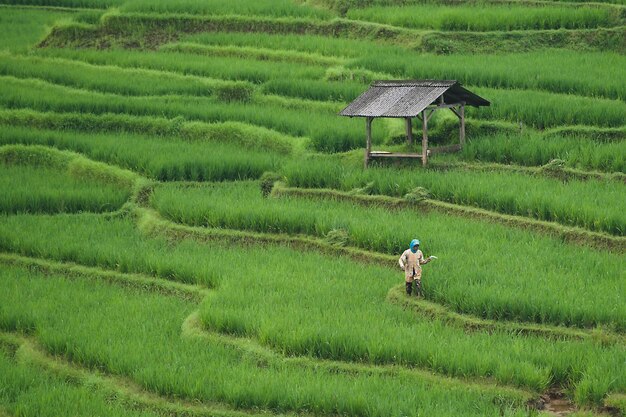 rice field