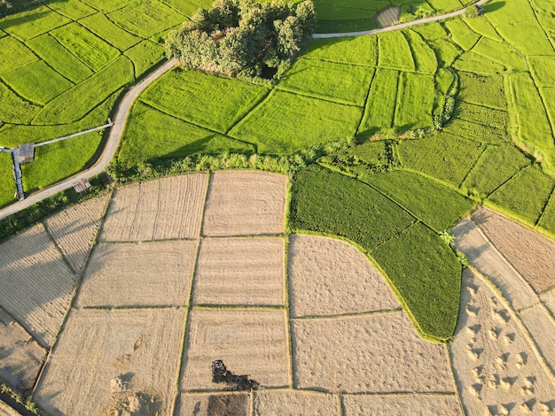 The rice fields are being harvested