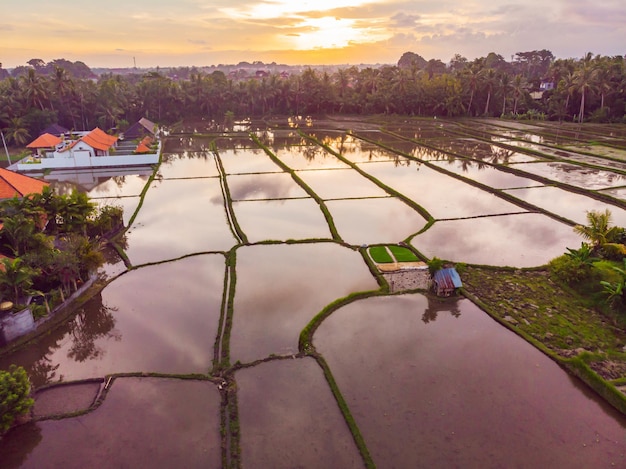 The rice fields are flooded with water Flooded rice paddies Agronomic methods of growing rice in the fields Flooding the fields with water in which rice sown View from drone