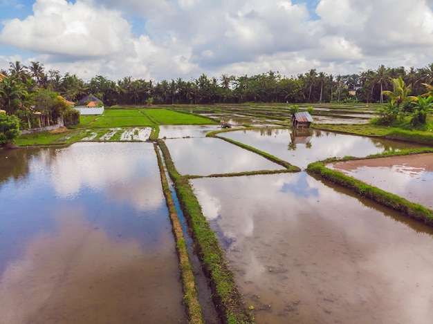 The rice fields are flooded with water Flooded rice paddies Agronomic methods of growing rice in the fields Flooding the fields with water in which rice sown View from drone