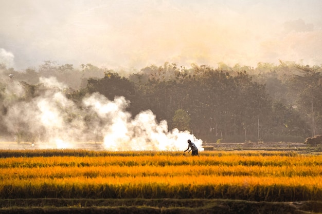 インドネシア、東ジャワ州ポノロゴの山を背景にした稲刈り中、田んぼは黄ばんでいます。