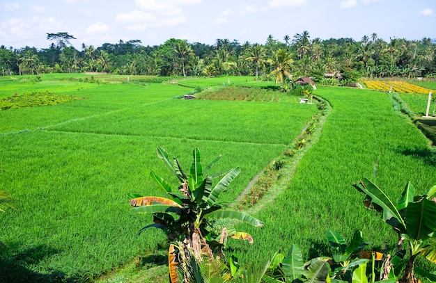 Rice fields in Bali