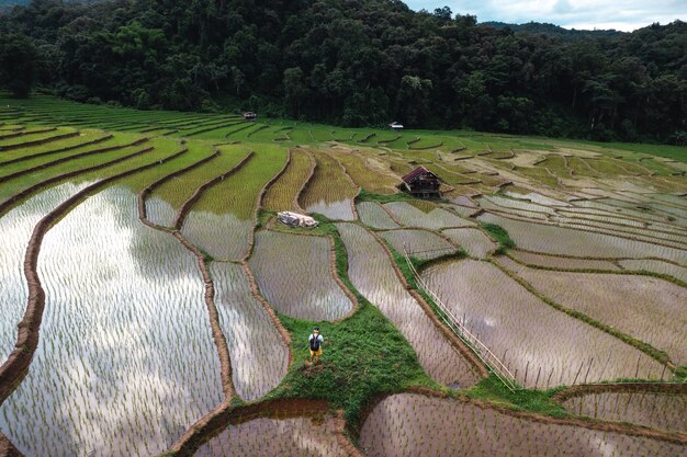 Rice fields before planting in the rainy season