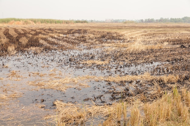 Photo rice fields burned after the harvest at thailand