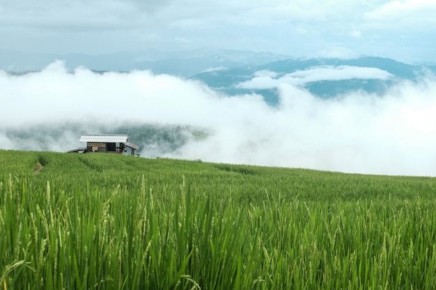 Photo rice fields and cottage with mountain view in cloudy sky