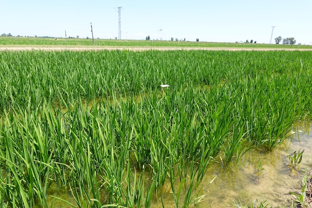 Rice fields in the ebro delta rice cultivation in water planting rice in spain rice growing