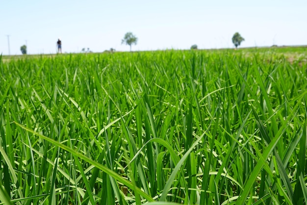 Rice fields in the ebro delta rice cultivation in water planting rice in spain rice growing