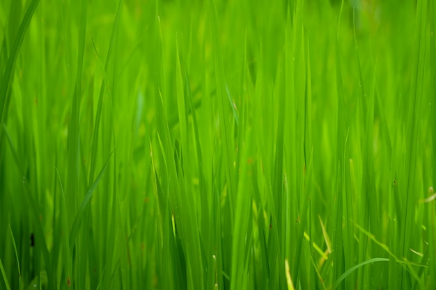 Photo rice fields or grass green close up, natural green texture