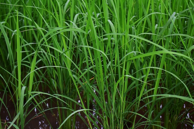 Rice fields green rice fields and water