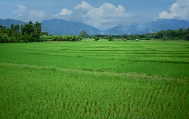 Rice fields green rice fields and water