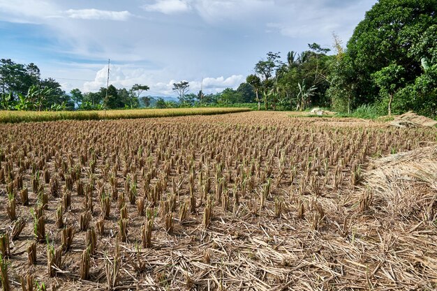 rice fields have been harvested