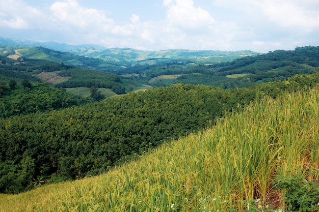 Rice fields on hill.