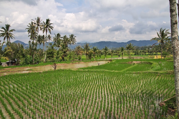 인도네시아의 작은 마을의 논
