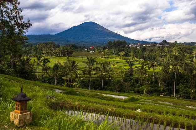 Photo rice fields of jatiluwih in southeast bali