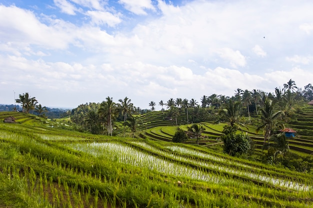 Rice fields of Jatiluwih in southeast Bali