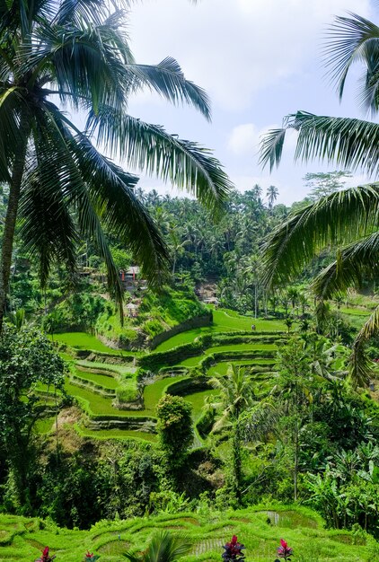 Rice fields in the jungle in Bali, Indonesia