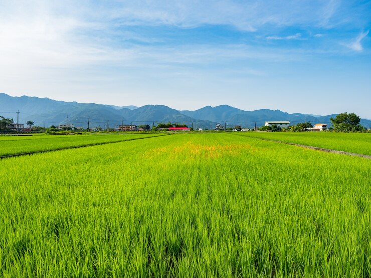Photo 台湾東部宜蘭県の田んぼの風景。