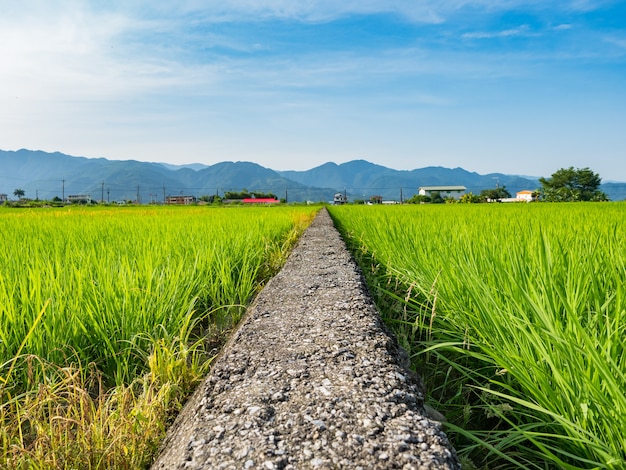 Rice fields landscape in Yilan county, Eastern Taiwan.