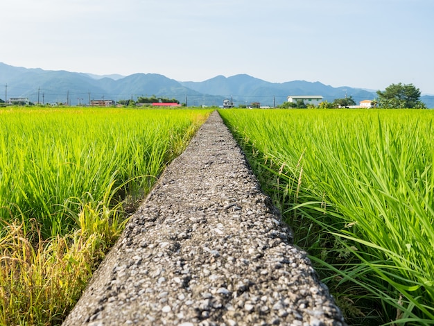 Rice fields landscape in Yilan county, Eastern Taiwan.