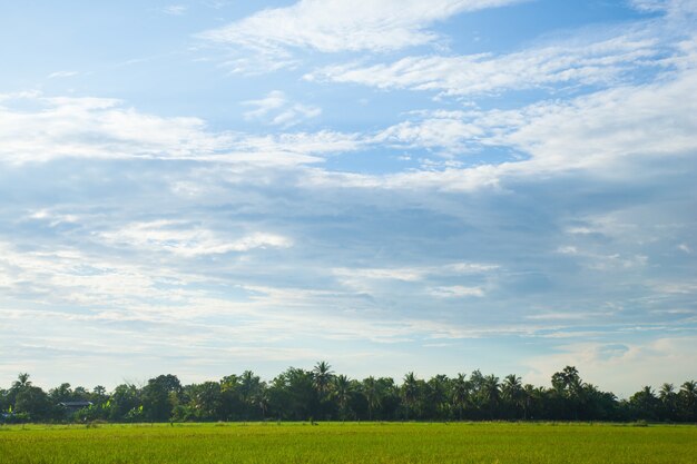 Rice fields in the morning.