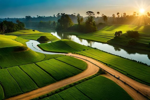 rice fields in the morning