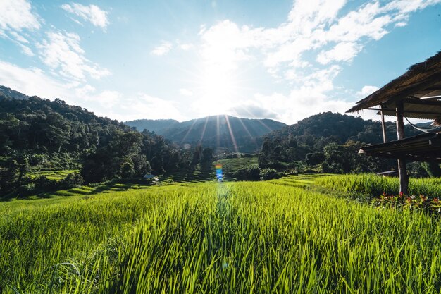 Rice fields on the mountain in the evening