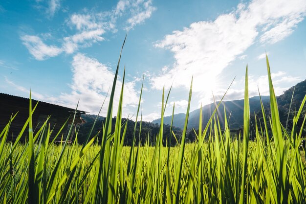 Rice fields on the mountain in the evening