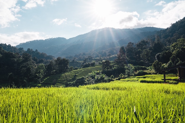 Rice fields on the mountain in the evening