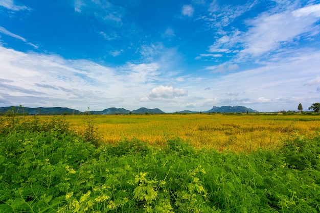 rice fields and mountainsLush green rice field