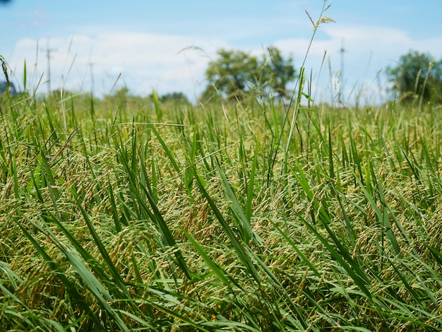 Рисовые поля рядом с урожаем