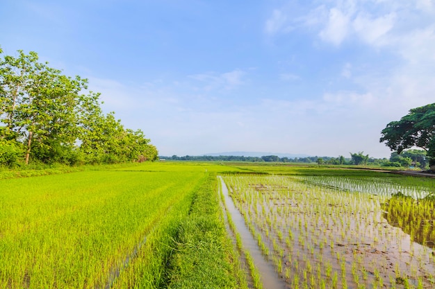 Rice fields and newly planted seedlings