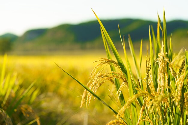 rice fields in northeast china in september