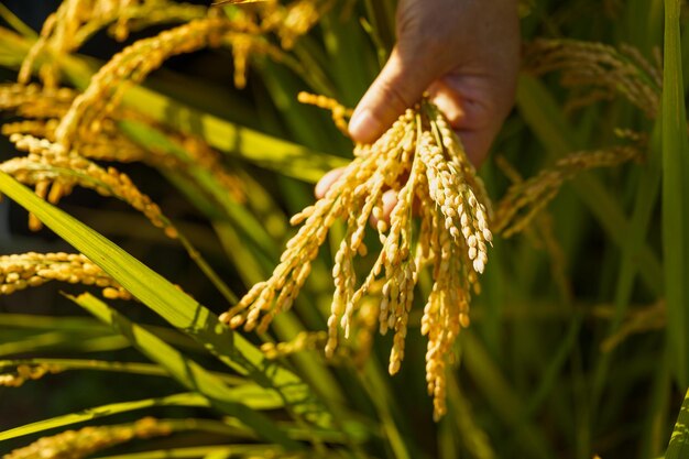 Rice fields in northeast china in september