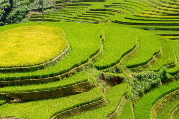 Rice fields at Northwest Vietnam.