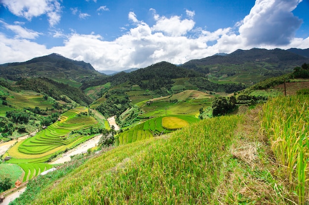 Rice fields at Northwest Vietnam