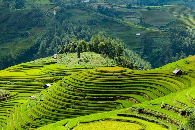 Rice fields at Northwest Vietnam