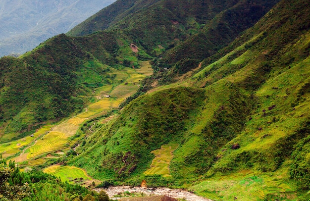 Rice fields at Northwest Vietnam