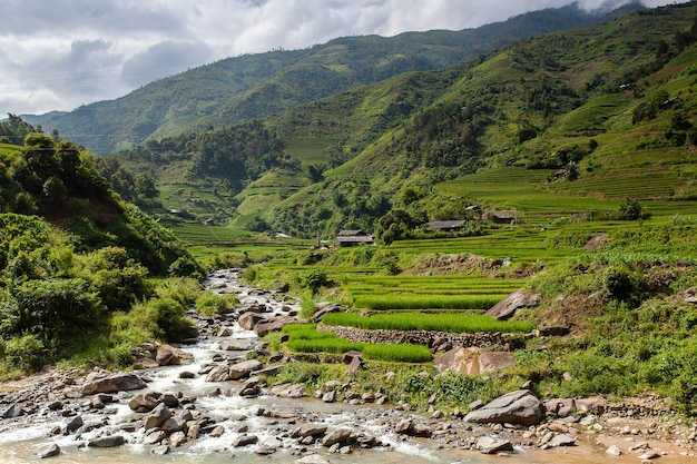 Rice fields at Northwest Vietnam