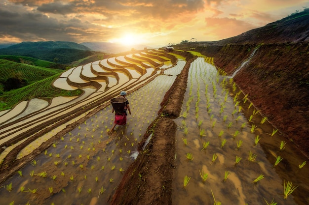 사진 치앙마이의 계단식 논, ban papongpieng chiangmai thailand의 일몰을 배경으로 한 계단식 논 풍경