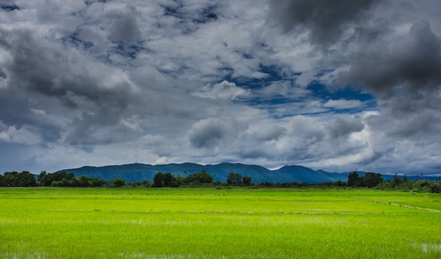 Rice fields under the overcast sky