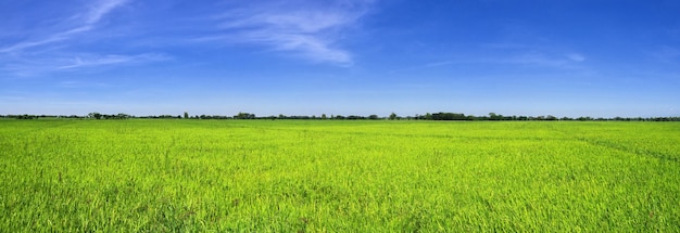 The rice fields on Philippines