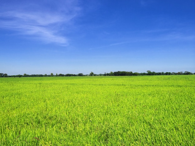 The rice fields on Philippines